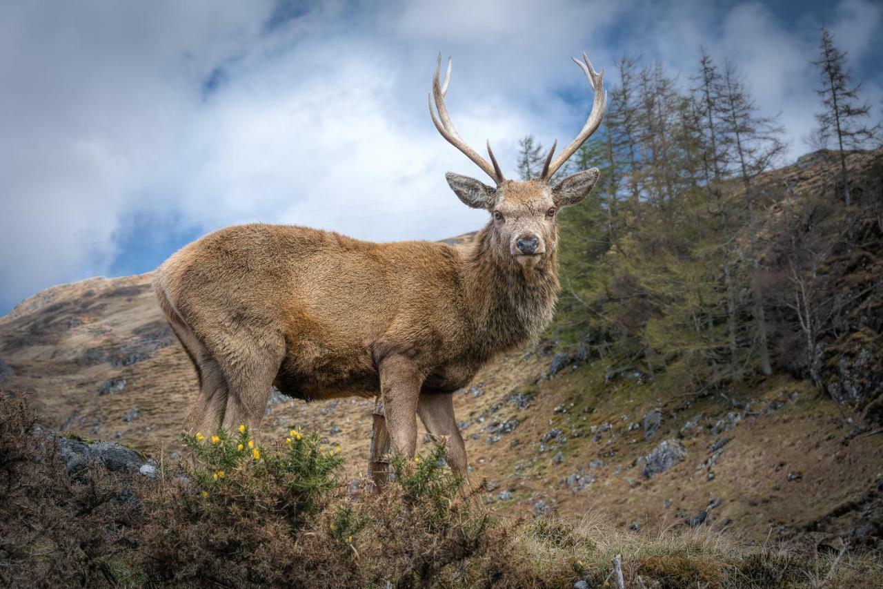 Lann Dearg Studios Invermoriston Kültér fotó